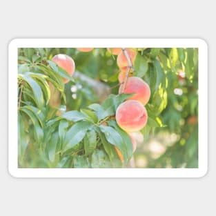 Ripe Summer Peaches in an Okanagan Orchard Sticker